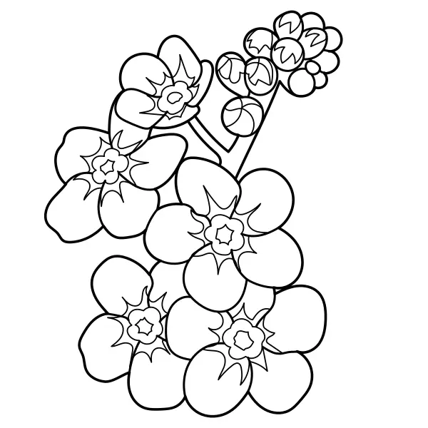 Miosótis | Desenhos para colorir online para crianças