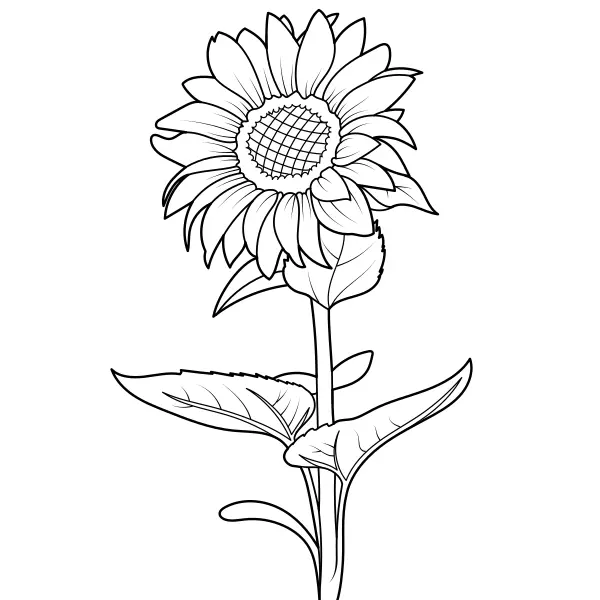 Girassol | Desenhos para colorir online para crianças