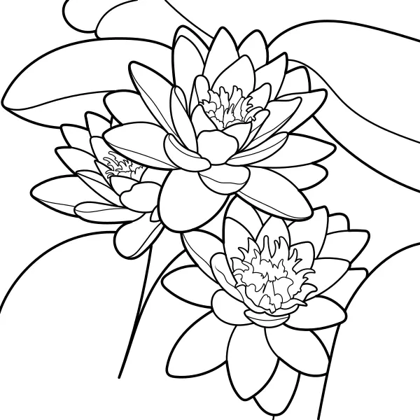 Nenúfar | Desenhos para colorir online para crianças